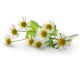 EQUIHERBS Rumianek