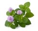 EQUIHERBS Melisa  48h