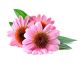 EQUIHERBS Jeżówka - Echinacea  48h